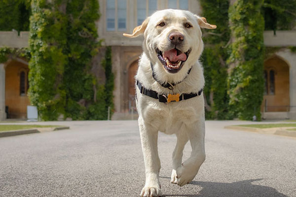 A labrador in Lincoln Castle grounds in front of the Crown Court